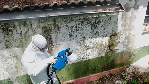 Top rated local Mold Cleanup specialists in Pope Army Airfield, NC
